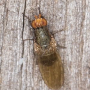 Sapromyza sp. (genus) at Melba, ACT - 30 Apr 2022 11:18 PM