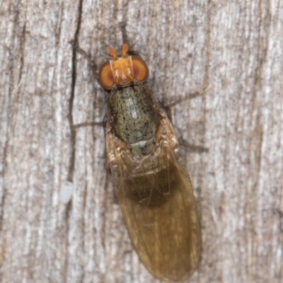 Sapromyza sp. (genus) (A lauxaniid fly) at Melba, ACT - 30 Apr 2022 by kasiaaus