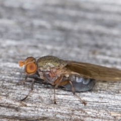 Sapromyza sp. (genus) at Melba, ACT - 30 Apr 2022