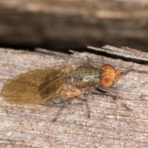 Sapromyza sp. (genus) at Melba, ACT - 30 Apr 2022 11:18 PM