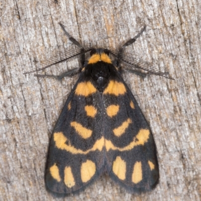 Asura lydia (Lydia Lichen Moth) at Melba, ACT - 30 Apr 2022 by kasiaaus