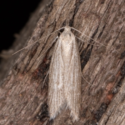 Phryganeutis cinerea (Chezala Group moth) at Melba, ACT - 30 Apr 2022 by kasiaaus