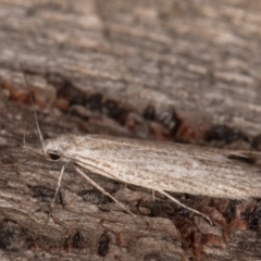 Phryganeutis cinerea at Melba, ACT - 30 Apr 2022 11:25 PM