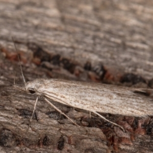 Phryganeutis cinerea at Melba, ACT - 30 Apr 2022 11:25 PM