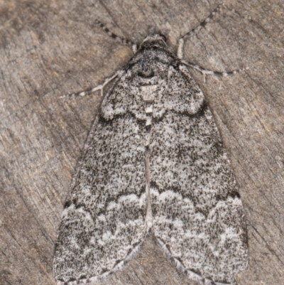 Smyriodes undescribed species nr aplectaria at Melba, ACT - 30 Apr 2022 by kasiaaus