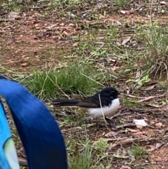 Rhipidura leucophrys (Willie Wagtail) at Fentons Creek, VIC - 8 May 2022 by KL
