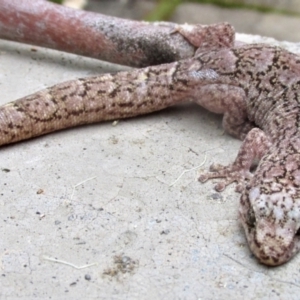 Christinus marmoratus at Curtin, ACT - 11 May 2022