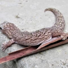 Christinus marmoratus at Curtin, ACT - 11 May 2022