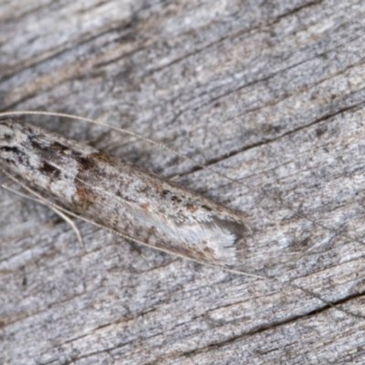 Ceromitia iolampra (A Fairy moth) at Melba, ACT - 2 May 2022 by kasiaaus