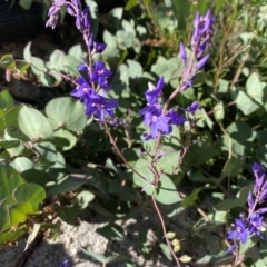 Veronica perfoliata (Digger's Speedwell) at Tennent, ACT - 1 May 2022 by 1pepsiman