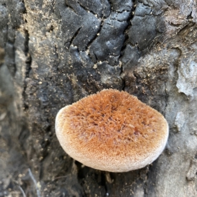 Postia pelliculosa (A wood-rotting bracket fungus) at Tennent, ACT - 1 May 2022 by 1pepsiman