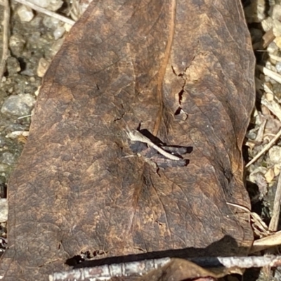 Cryptobothrus chrysophorus (Golden Bandwing) at Tennent, ACT - 1 May 2022 by 1pepsiman