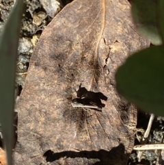 Cryptobothrus chrysophorus at Tennent, ACT - 1 May 2022 12:30 PM