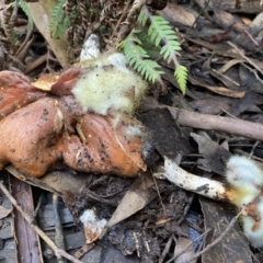 Mucorales (Pin moulds) at Toolangi, VIC - 12 Apr 2022 by 1pepsiman