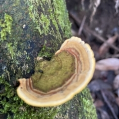 Unidentified Fungus at Kinglake, VIC - 12 Apr 2022 by 1pepsiman