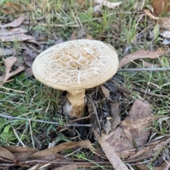 Amanita ochrophylla group at Castella, VIC - 11 Apr 2022 by 1pepsiman