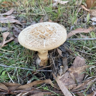 Amanita ochrophylla group at Castella, VIC - 11 Apr 2022 by 1pepsiman