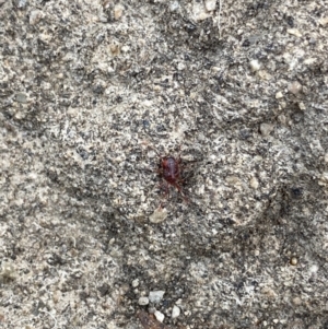 Rainbowia sp. (genus) at O'Connor, ACT - 12 Mar 2022