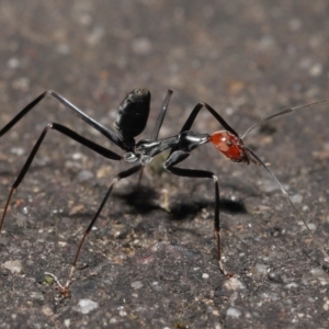 Leptomyrmex erythrocephalus at Paddys River, ACT - 10 May 2022 10:24 AM