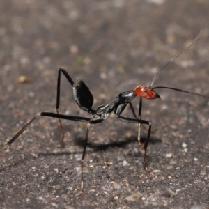 Leptomyrmex erythrocephalus at Paddys River, ACT - 10 May 2022 10:24 AM