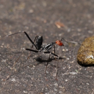 Leptomyrmex erythrocephalus at Paddys River, ACT - 10 May 2022 10:24 AM