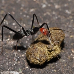 Leptomyrmex erythrocephalus at Paddys River, ACT - 10 May 2022