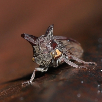 Ceraon sp. (genus) (2-horned tree hopper) at Paddys River, ACT - 10 May 2022 by TimL