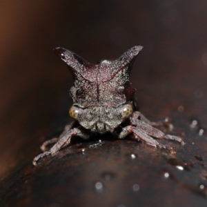 Ceraon sp. (genus) at Paddys River, ACT - 10 May 2022