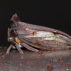 Ceraon sp. (genus) at Paddys River, ACT - 10 May 2022