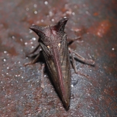 Ceraon sp. (genus) at Paddys River, ACT - 10 May 2022