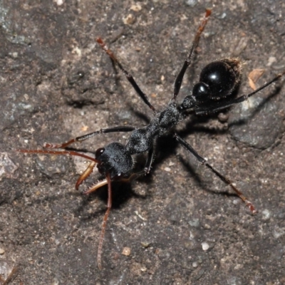 Myrmecia tarsata (Bull ant or Bulldog ant) at Paddys River, ACT - 10 May 2022 by TimL