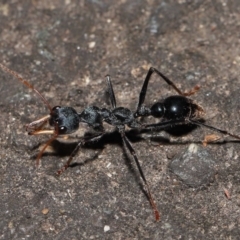 Myrmecia tarsata at Paddys River, ACT - 10 May 2022