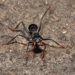 Myrmecia tarsata at Paddys River, ACT - 10 May 2022