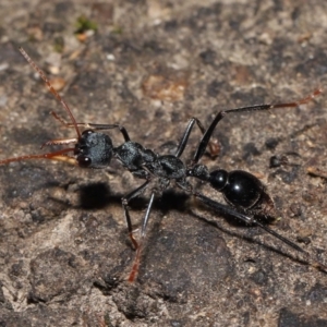 Myrmecia tarsata at Paddys River, ACT - 10 May 2022 11:06 AM