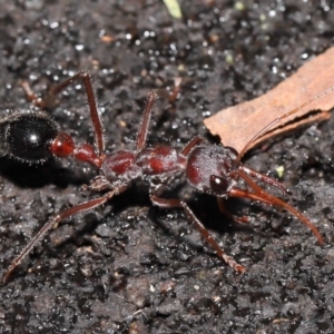 Myrmecia simillima at Paddys River, ACT - 10 May 2022