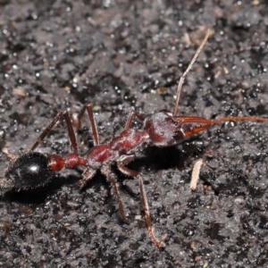 Myrmecia simillima at Paddys River, ACT - 10 May 2022