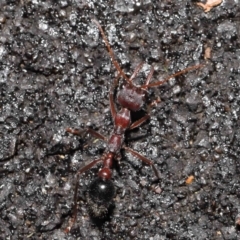 Myrmecia simillima at Paddys River, ACT - 10 May 2022