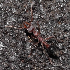 Myrmecia simillima at Paddys River, ACT - 10 May 2022