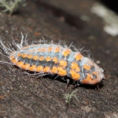 Monophlebulus sp. (genus) (Giant Snowball Mealybug) at Paddys River, ACT - 10 May 2022 by TimL