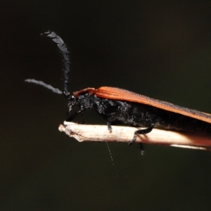 Trichalus sp. (genus) at Paddys River, ACT - 10 May 2022