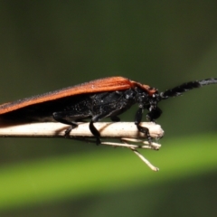 Trichalus sp. (genus) at Paddys River, ACT - 10 May 2022