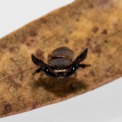 Simaethula sp. (genus) (A jumping spider) at Jerrabomberra, NSW - 11 May 2022 by MarkT