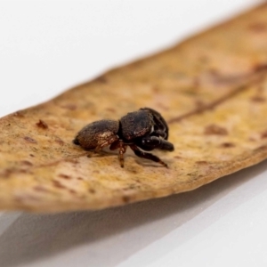 Simaethula sp. (genus) at Jerrabomberra, NSW - suppressed