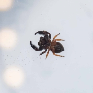 Simaethula sp. (genus) at Jerrabomberra, NSW - suppressed