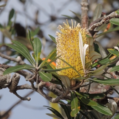 Banksia integrifolia subsp. integrifolia (Coast Banksia) at Merimbula, NSW - 16 Jul 2020 by MichaelBedingfield
