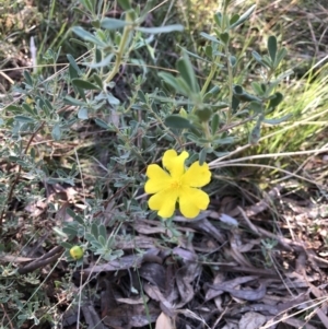 Hibbertia obtusifolia at Bruce, ACT - 21 Apr 2022