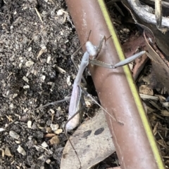 Archimantis sp. (genus) at Belconnen, ACT - 18 Apr 2022 10:08 AM