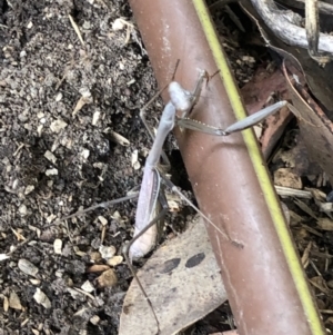 Archimantis sp. (genus) at Belconnen, ACT - 18 Apr 2022 10:08 AM