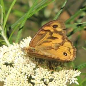 Heteronympha merope at Paddys River, ACT - 23 Jan 2022