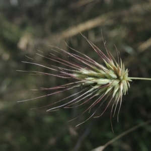 Echinopogon sp. at Paddys River, ACT - 23 Jan 2022